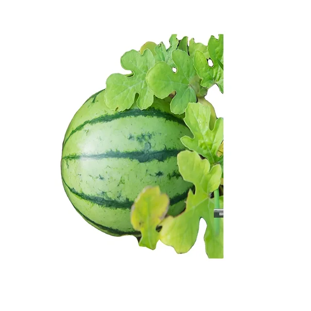 Высококачественные семена арбуза KC late зрелой глобуса, зеленая корка, темная полоска