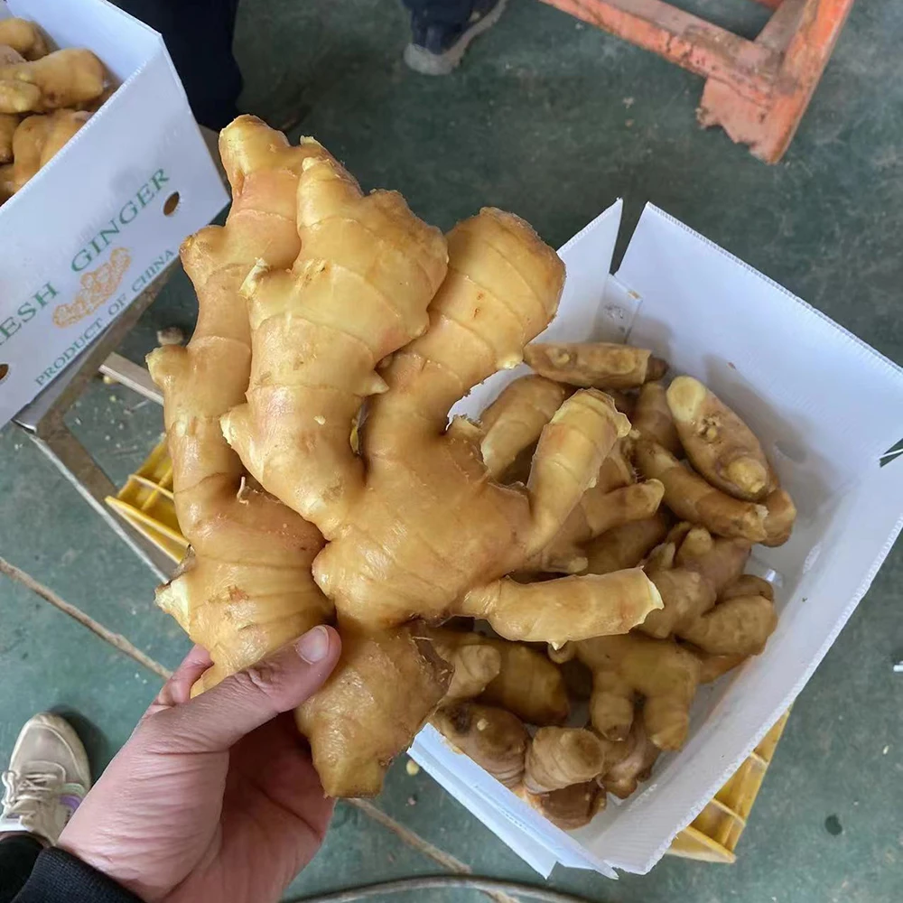 Wholesale Cheap Price New Crop Fresh Ginger