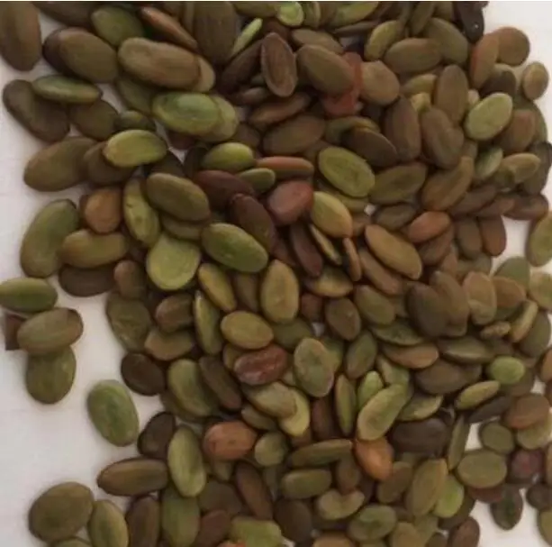 
Beautiful flowers silktree pink silk tree seeds for planting 