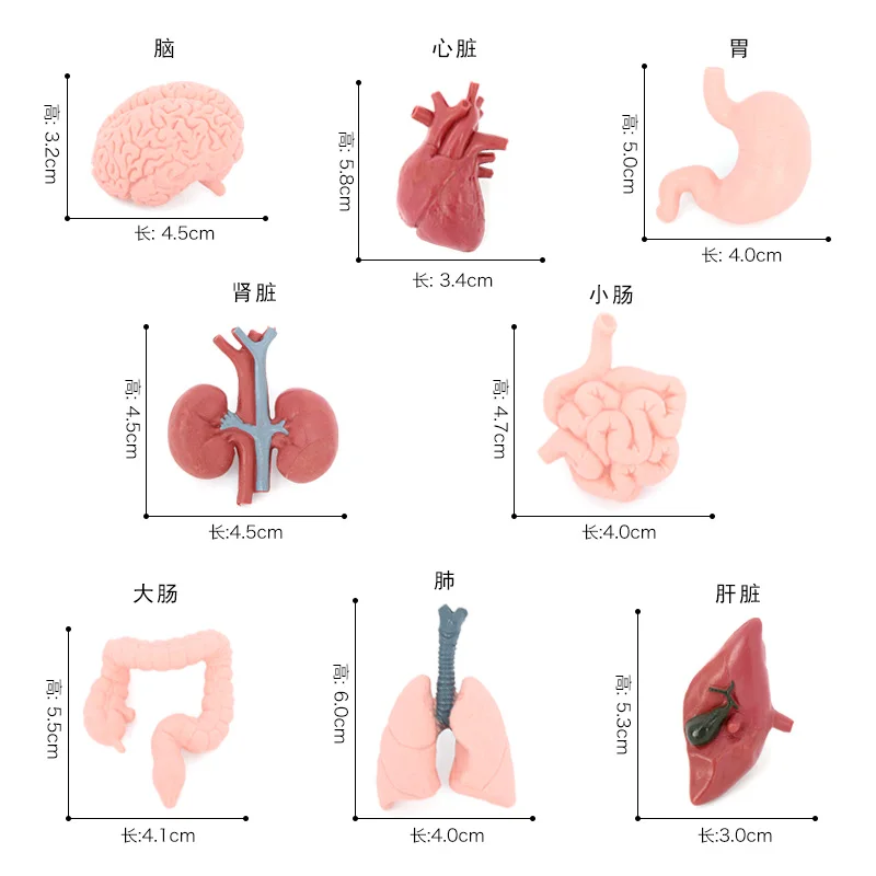 Wholesale Solid PVC Model Animal Figurines Organ Toys Figures