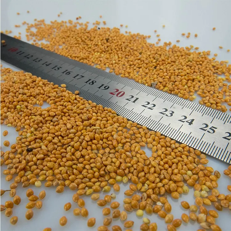 The new crop is native to Yellow Broomcorn Millet and which can be used as food for birds