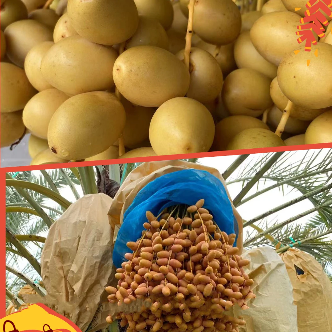 Thailand Date Palm  fruit growing paper bag Biodegradable and waterproof