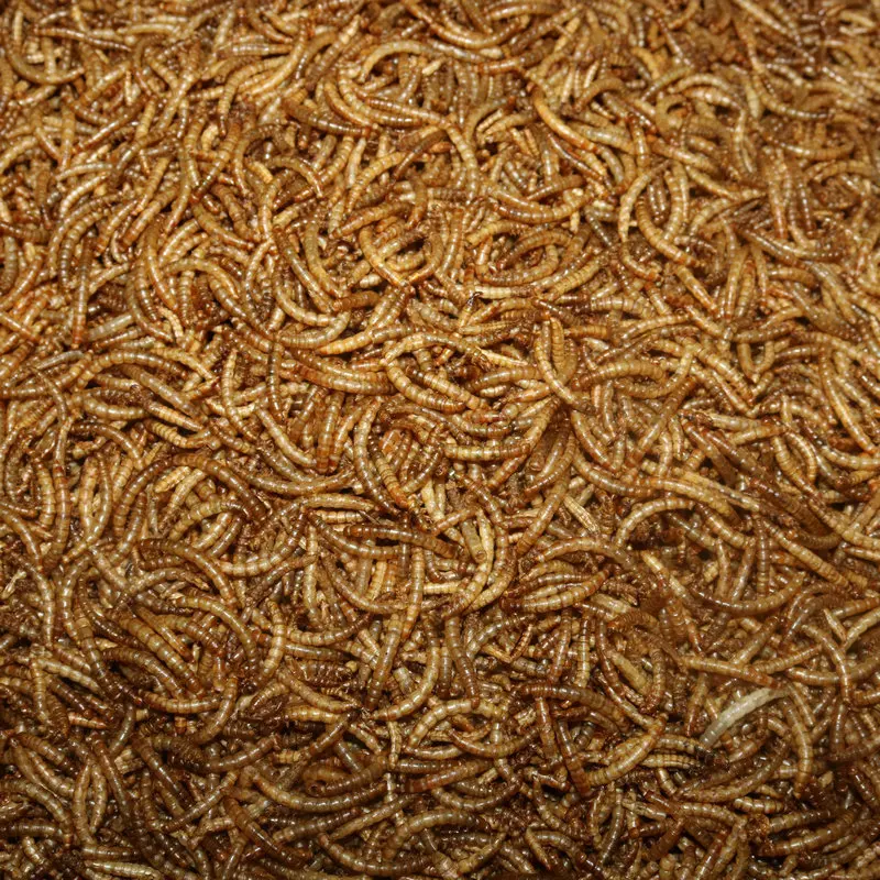 Wholesale Dried Mealworm Edible Insects Dry Maggot Fish Feed Bird Feed Meal Worm