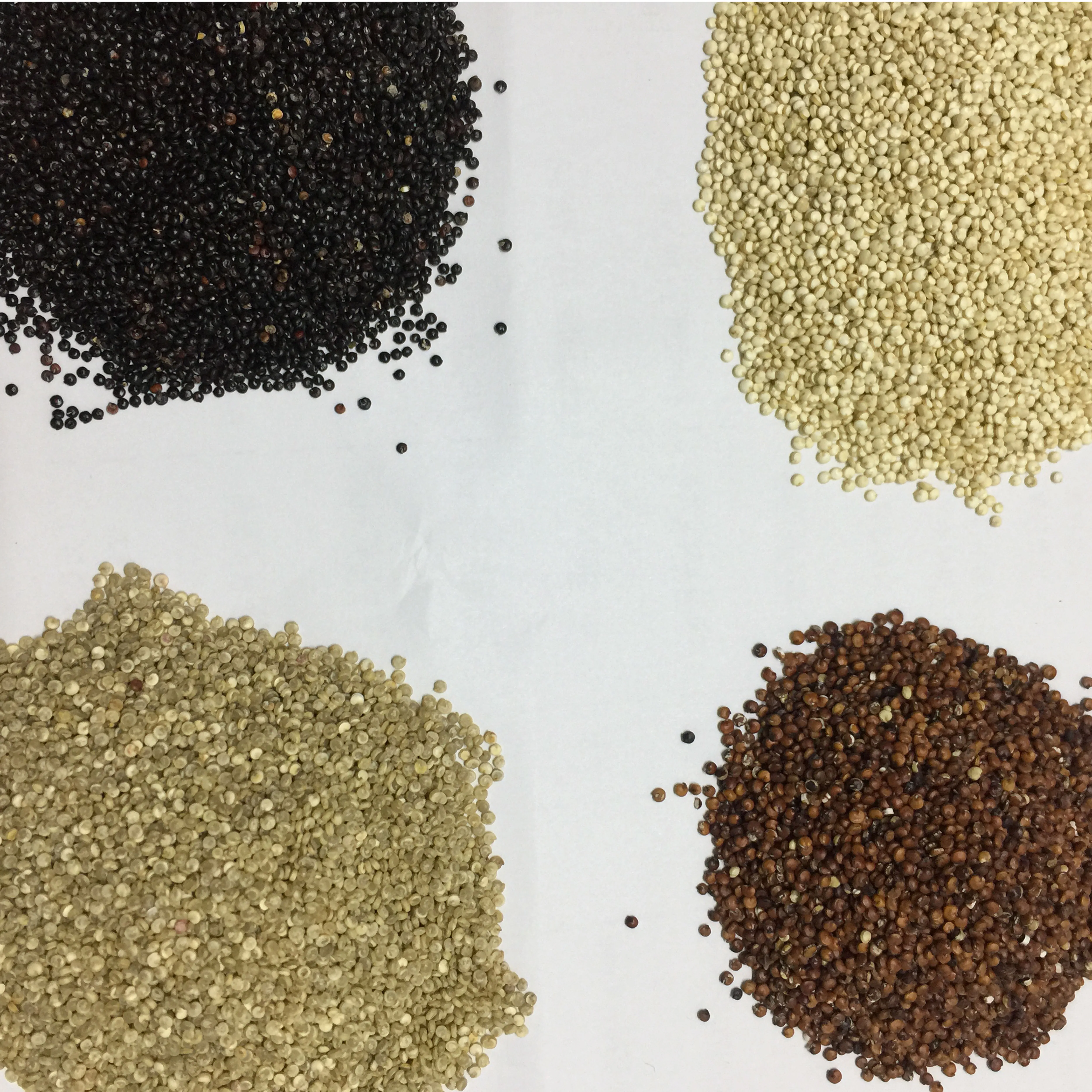 Высококачественный протеин quinoa для продажи