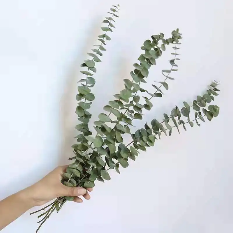 Yunnan оптовая продажа сушеные листья эвкалипта сухие листва для домашнего декора цветы вазы