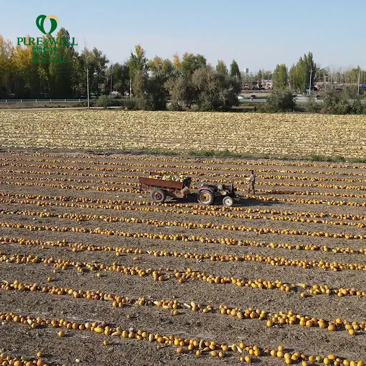 2022 New crops raw material Pumpkin Kernel High Quality Common Pumpkin Seed Kernel