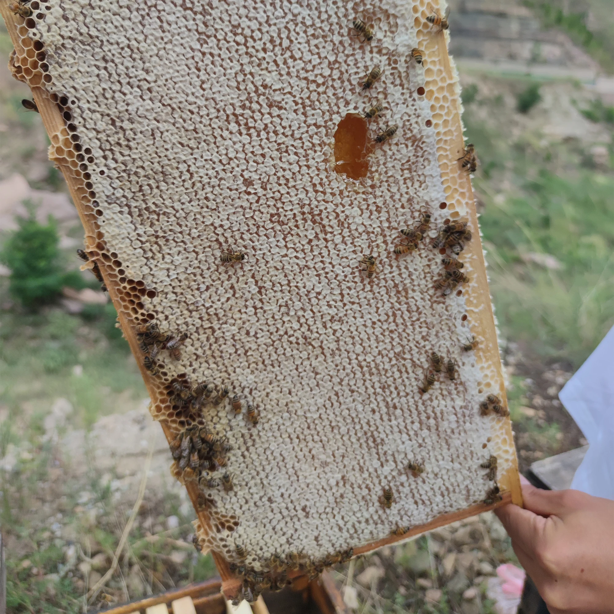 Best Selling Pure Mustard Flower Honey Exporter