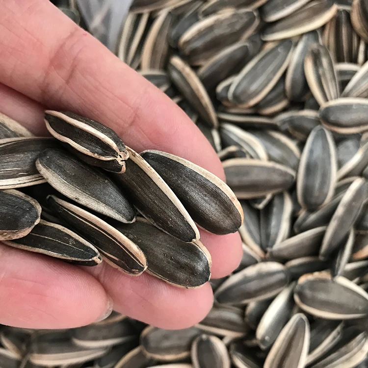 Оптовая продажа семян подсолнечника kuaci из Внутренней Монголии