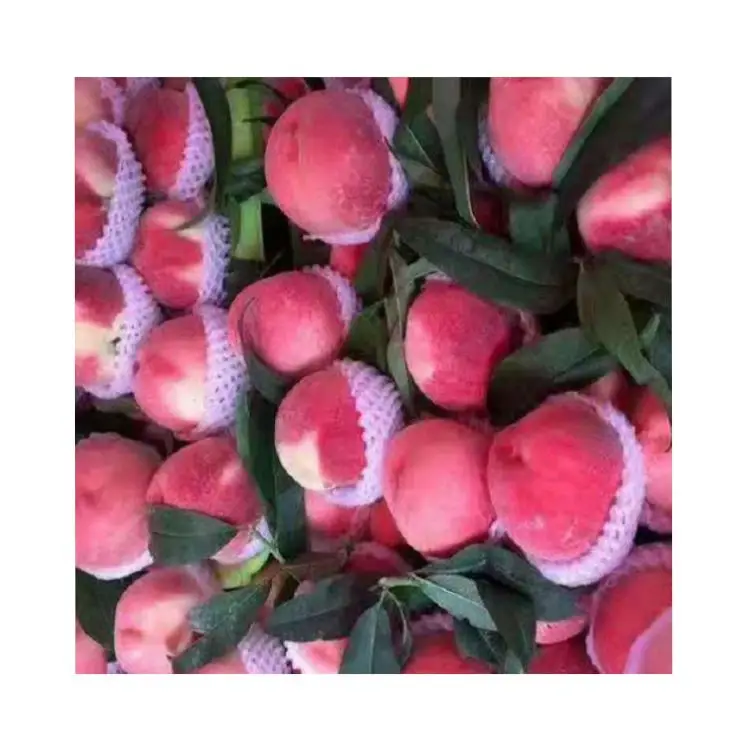 Прямая оптовая продажа, натуральная красота, вкусные фрукты, свежий китайский персик, свежесть с защитным мешком