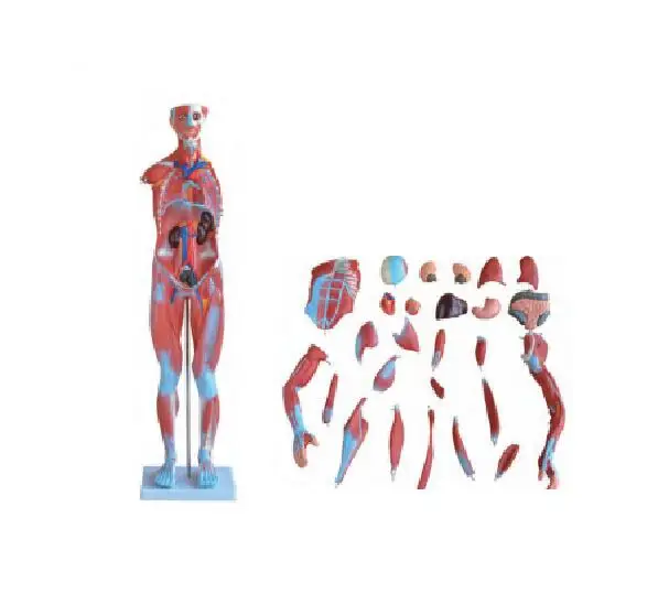 HM-334 Male Human Muscle Model (27 Parts) Anatomical Series for Training