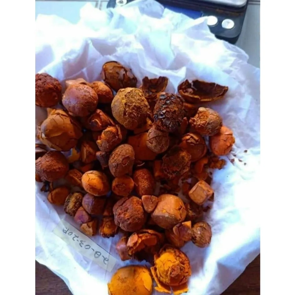 
Natural whole Bezoar/ Calculus bovis / Cow-bezoar / medicine cattle ox cow gallstones bezoar herb 