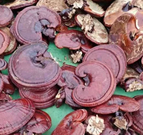 Лидер продаж, сырой цельный красный гриб reishi, гриб ganoderma lucidum reishi