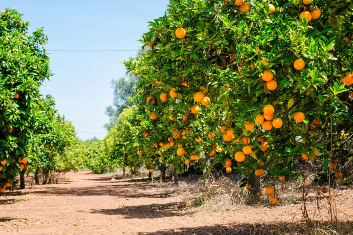 Top Italian Fresh Clementina Mandarins picked to hand in Sicily on a new pack 7 kg for sale