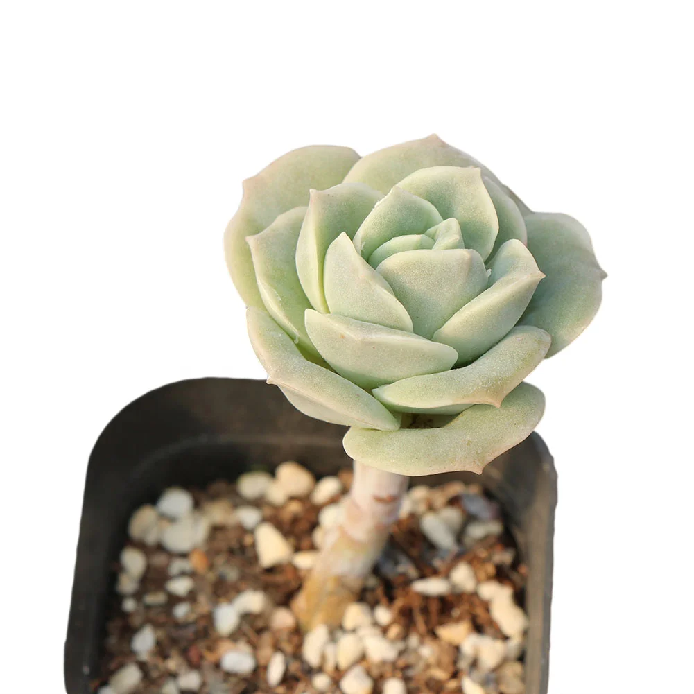Lovely rose succulent plants florist supplies with high quality