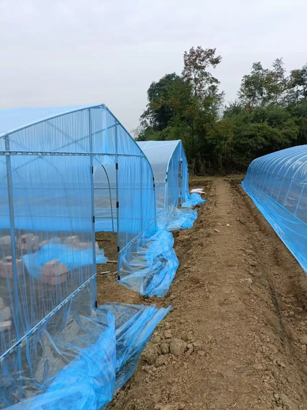 High Quality Custom Size Arched Shed Round Arch Single Shed Plant Growing Greenhouse