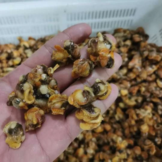Замороженный блок моллюска крови без