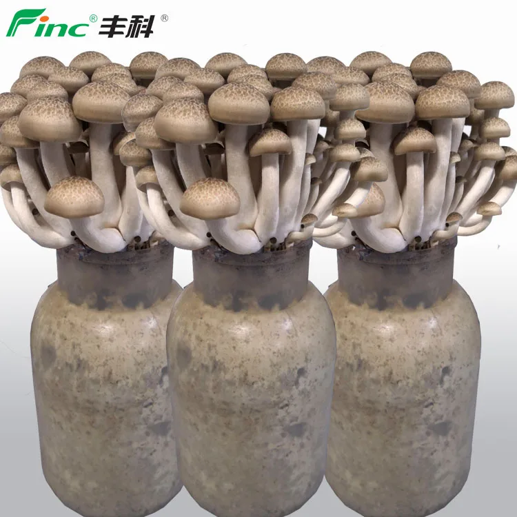 
Freshmore Brand Shimeji Mushroom Fresh Medical Mushroom in Lyophyllum species 