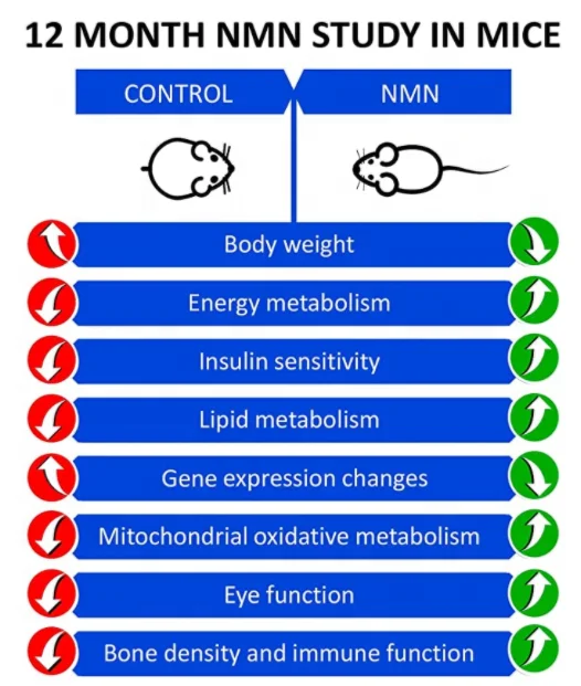 
Factory supply OEM NMN nicotinamide capsules supplements 