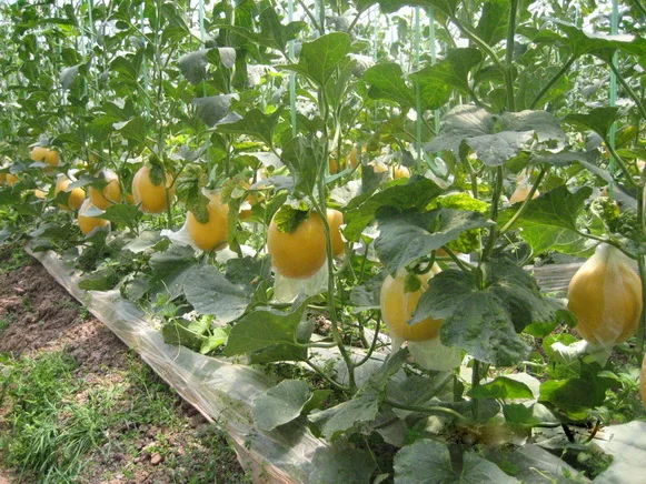  Семена милой дыни Orange Flesh Hybrid F1 из