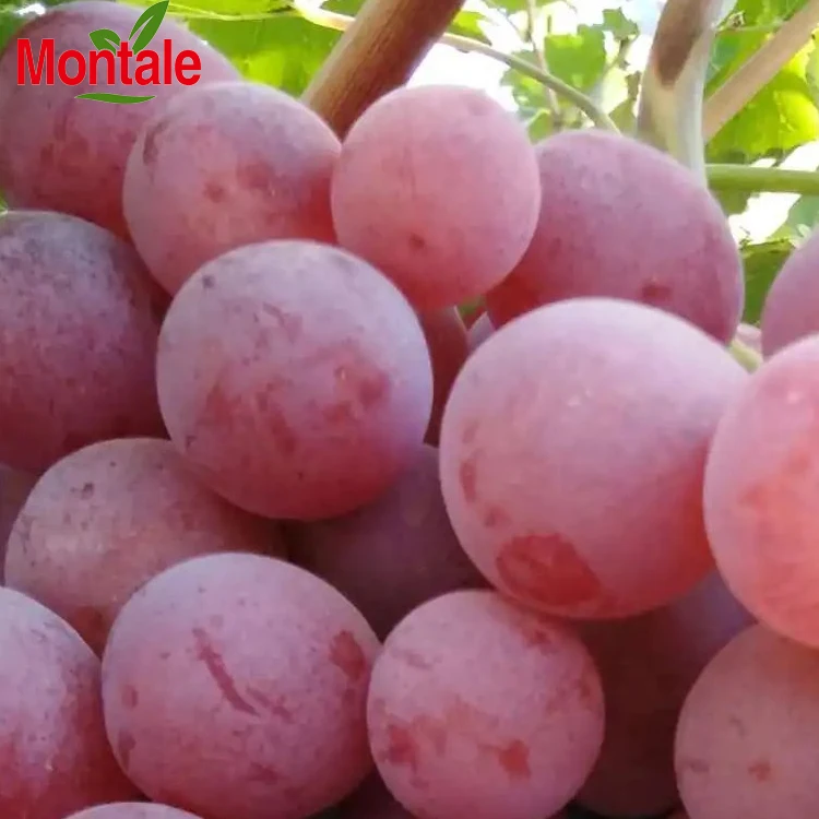 2022 100% natural Wholesale Fresh & Sweet red globe hot selling premium quality grapes fresh