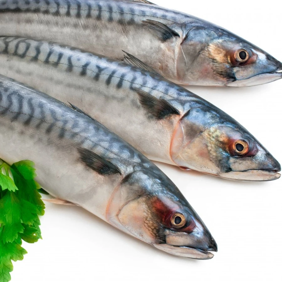 Pacific Mackerel/horse mackerel boat frozen fish wholesale