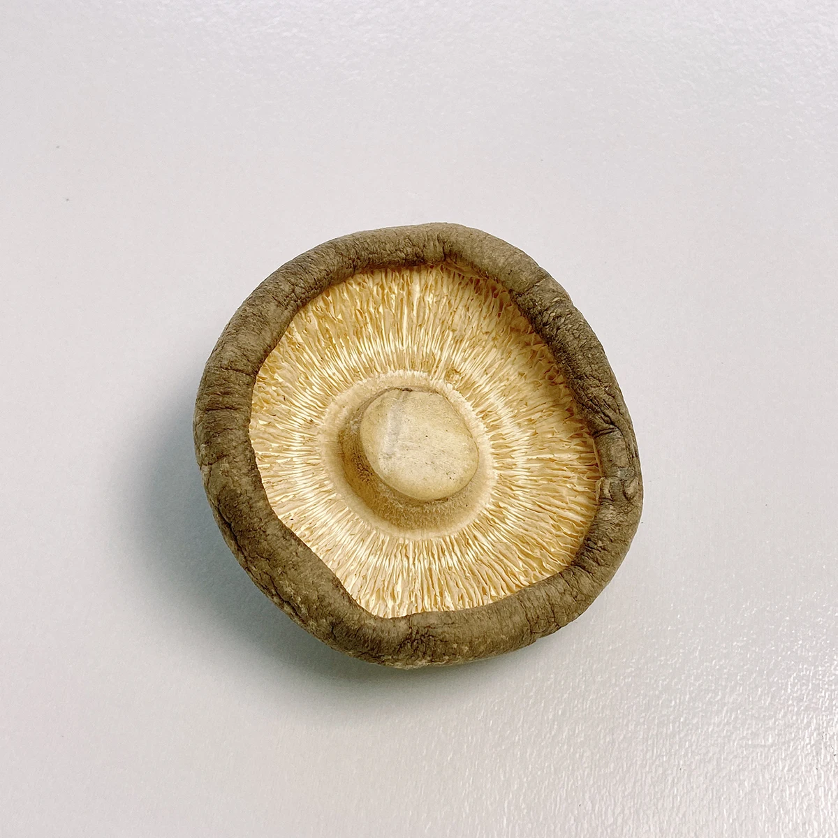 Tawny With Seashell Cracks Premium Dried Mushroom Shiitake