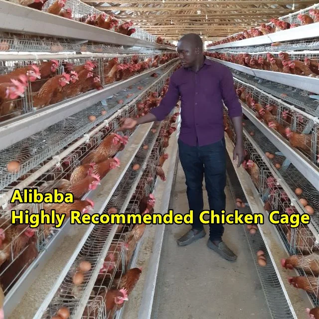 3-5 Tiers A Type Chicken Cages Egg Equipment For Mozambique Farm