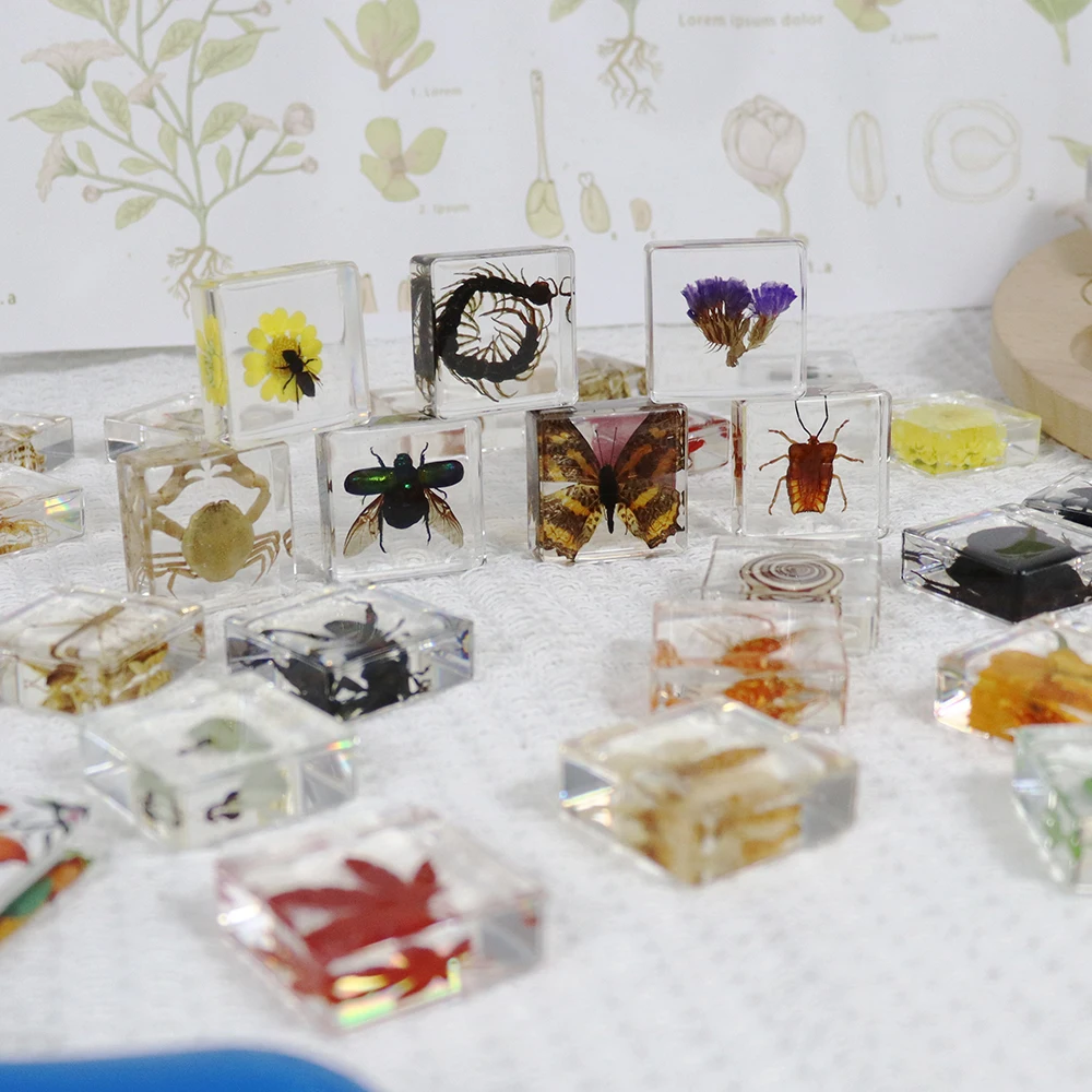 Real Insect Real Bugs Green Chafer Beetle Man Made Resin Paperweight Resin Specimen Educational Equipment for Kids