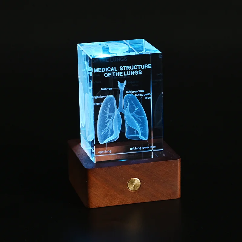 Crystal 3D Laser Engraved Human Anatomical Skeleton Cube Model Statue Paperweight Anatomy Mind Neurology Medical Science Gifts