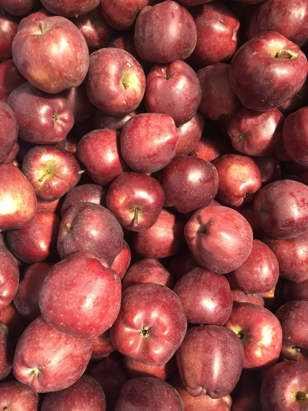 Свежий яблоко huaniu