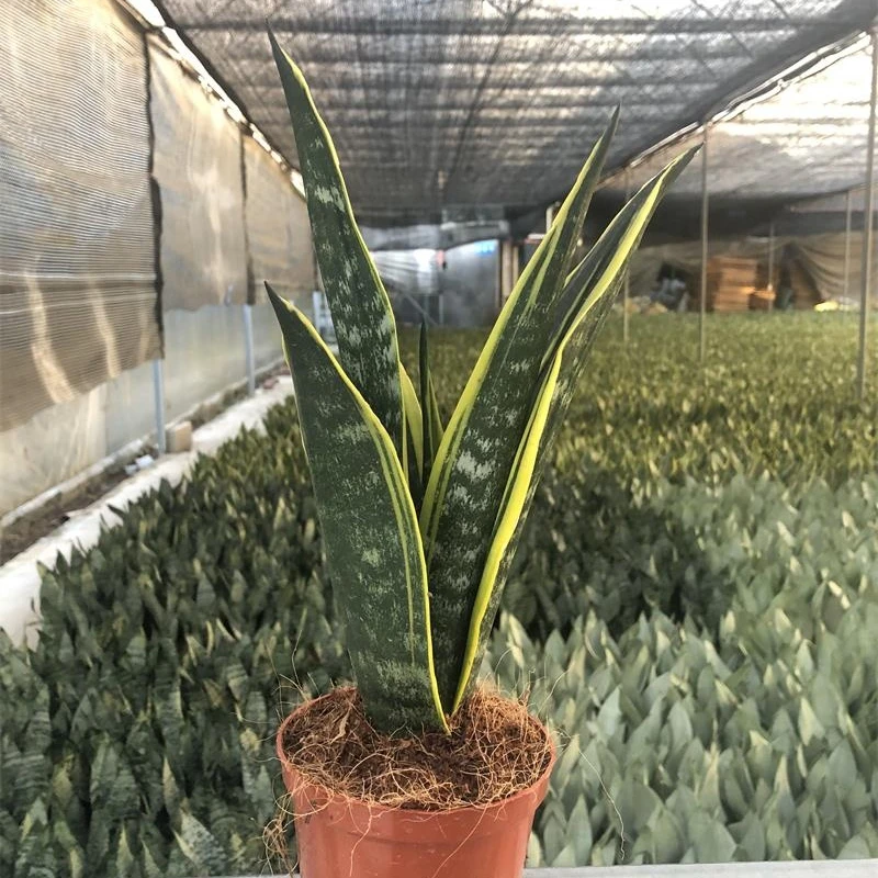 Золотое пламя Sansevieria