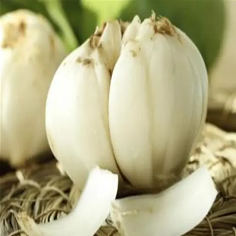 Factory wholesale Lily bulb extract Baihe PE powder Lilium Extract Powder