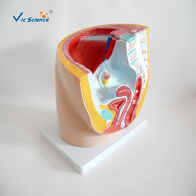 human female pelvis section (1 part) basic human anatomy medical school education cheap anatomical models
