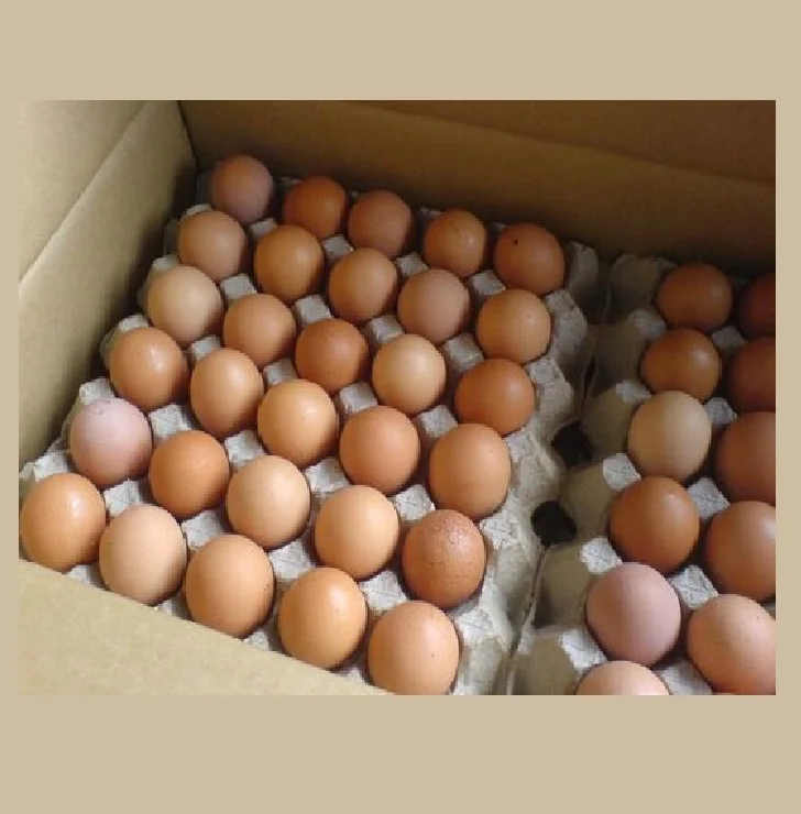 Halal Top Quality Fresh Poultry Chicken Brown Eggs | 12 Trays Packed in Carton From Pakistan