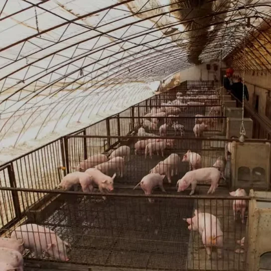 Farming  animal husbandry green house pig/sheep/chicken  greenhouse for poultry