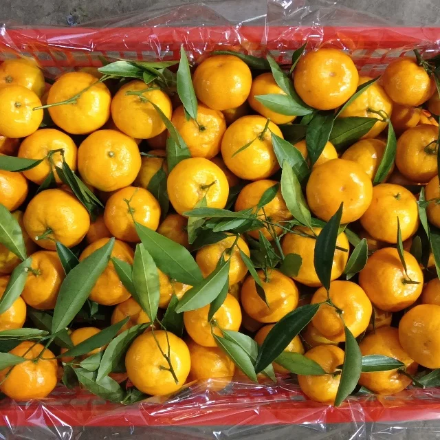 Wholesale China fresh citrus sweet tangerine mandarins