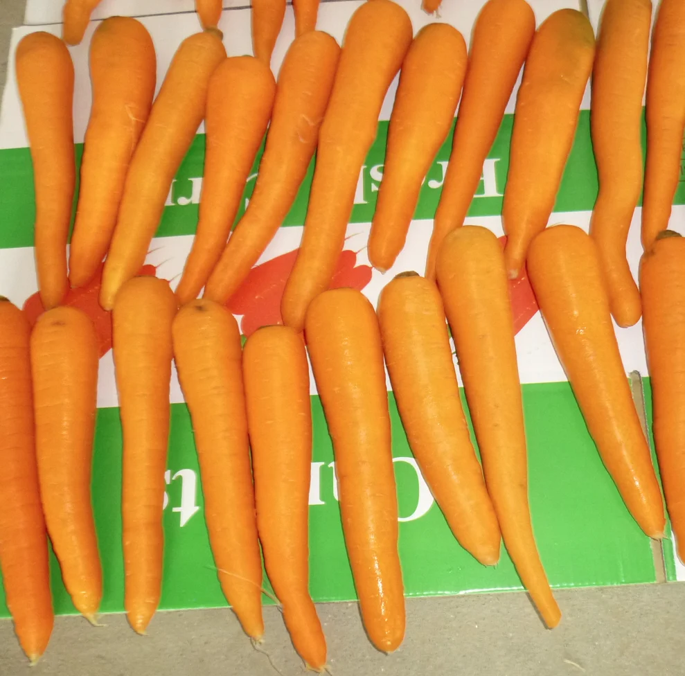 Carrot in China Fresh Crop Best Quality