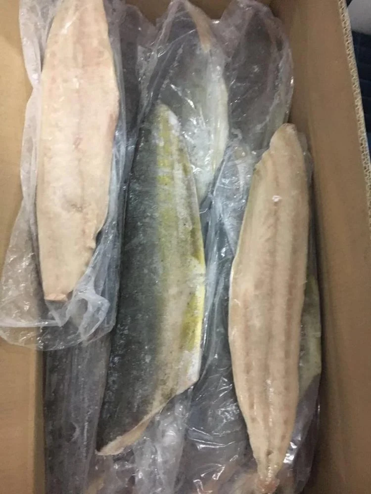 Frozen Mahi Mahi Fillet Good Sale from Indonesia