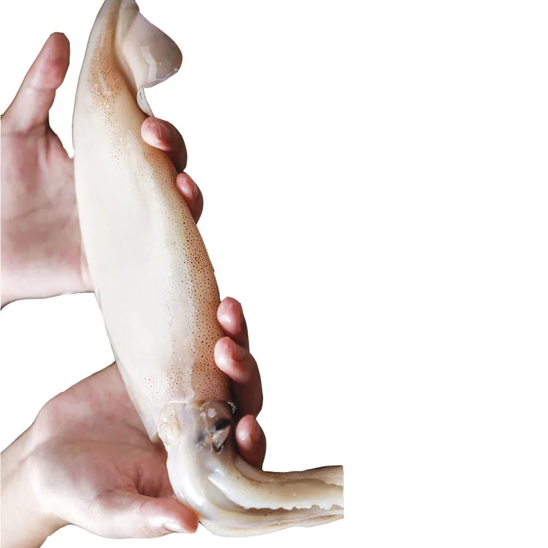 Good quality Frozen Squid fillet customized Illex squid Todarodes squid