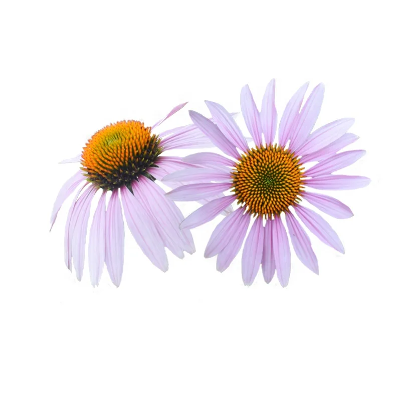
Factory Price Seed Purplish Red Color Echinacea Purpurea Seed For Cultivating 