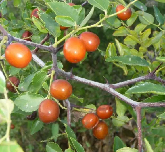 Suan Zao Ren Natural Ziziphus Jujuba Mill. Var. Spinosa Seeds Kernel Raw Semen Ziziphi Spinosae for Herb