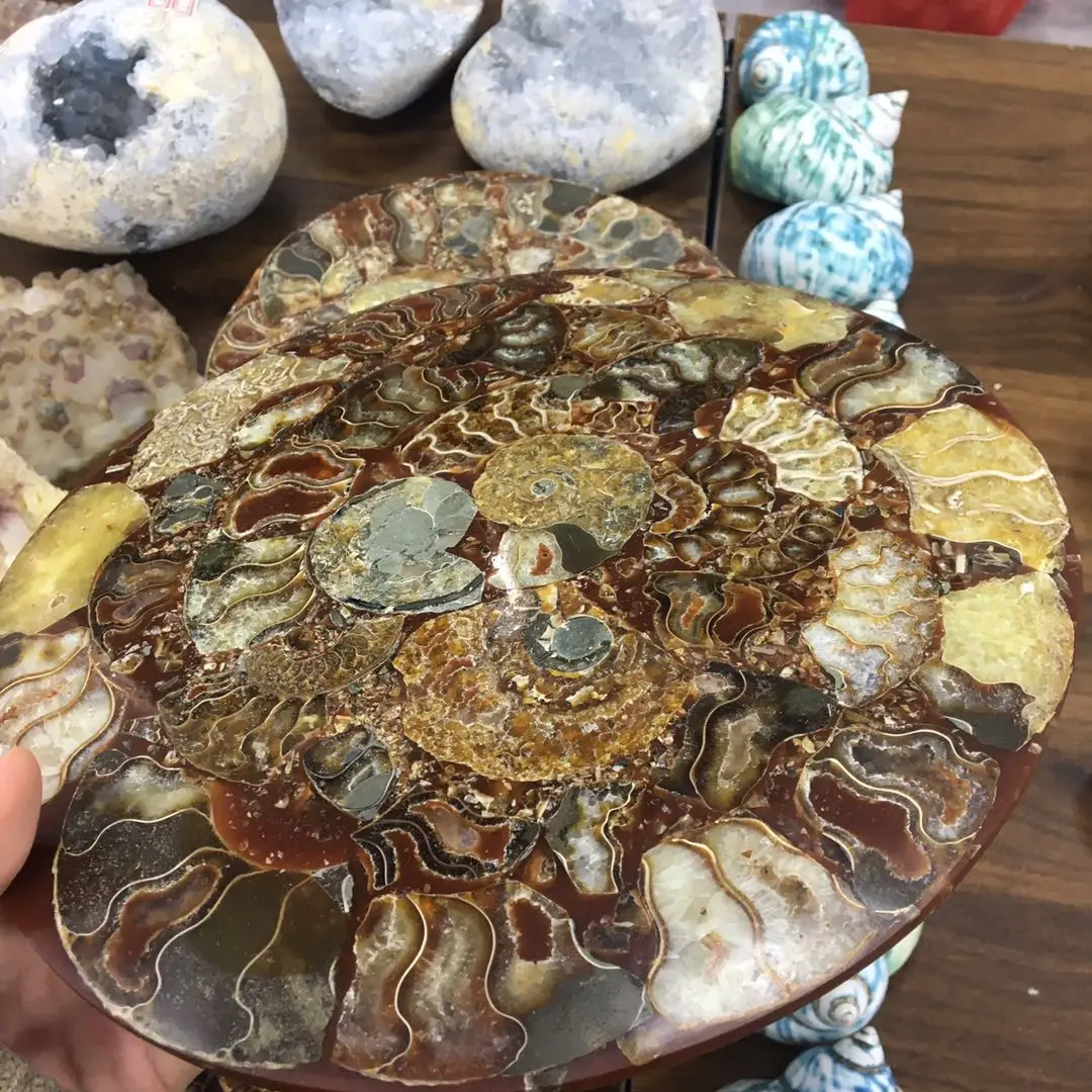 wholesale big ammonite plate natural conch fossil specimen shell Healing for fengshui decoration