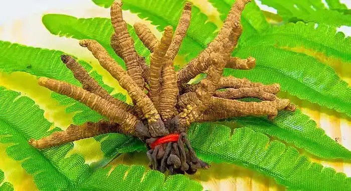 
Supply High Quality pure natural Food Grade Cordycepin1%-90% CAS 73-03-0 