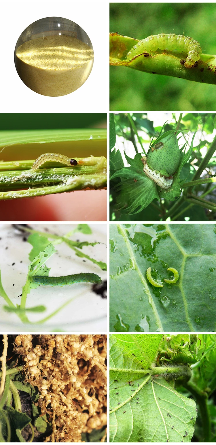 
bio pesticide Emamectin benzoate 70% TC HOT SALE 