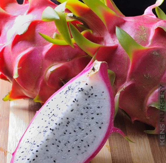 White Dragon Fruit Fresh Fruit From Vietnam Nutrition Delicious Agriculture Cheap Price Low MOQ Best Selling Brand