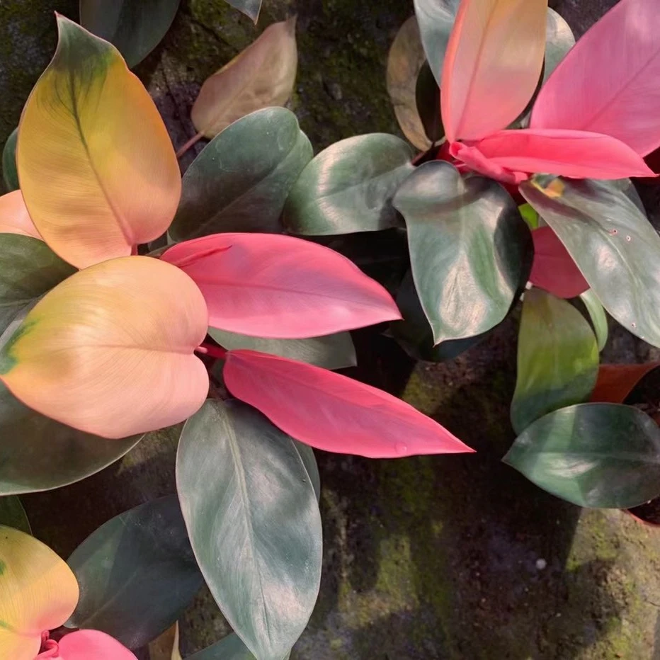  Редкие растения Philodendron розовая