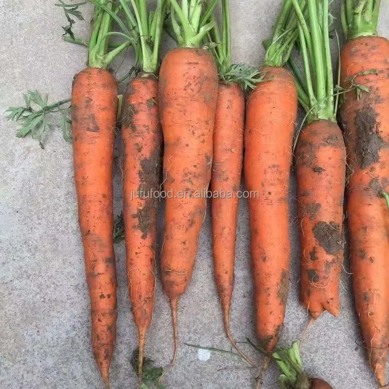 2024 new crop carrot is packing fresh carrot