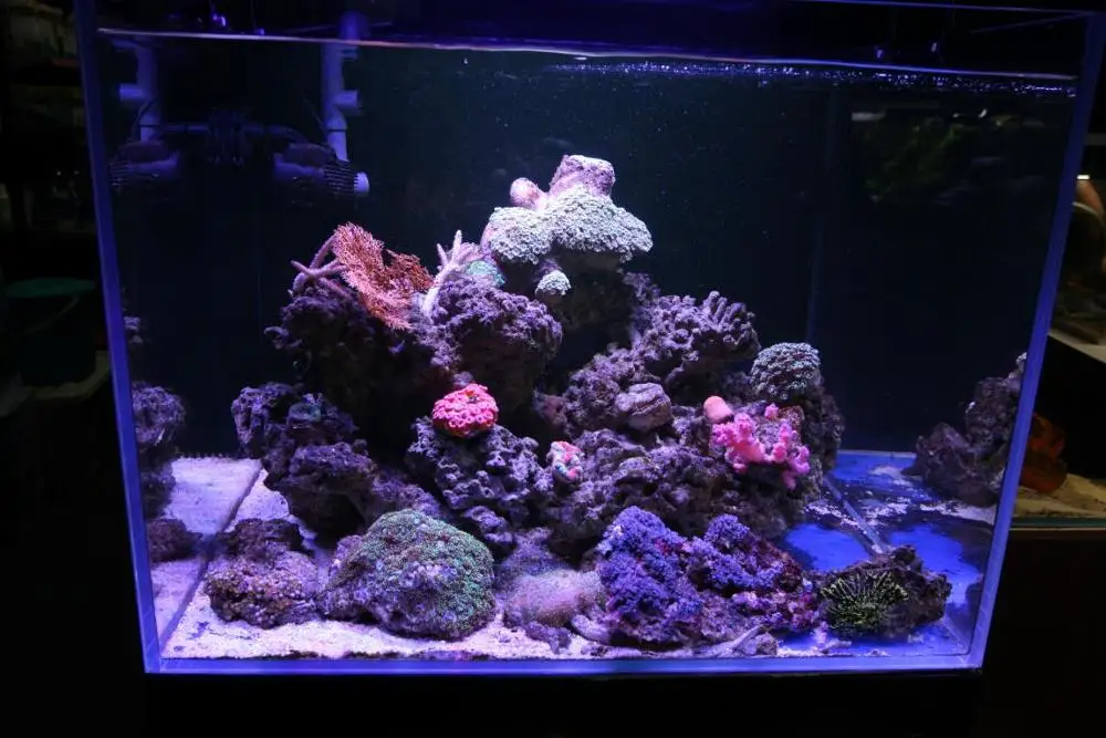 
aquatic plant coral decoration glass mini fish rimless tank aquarium 