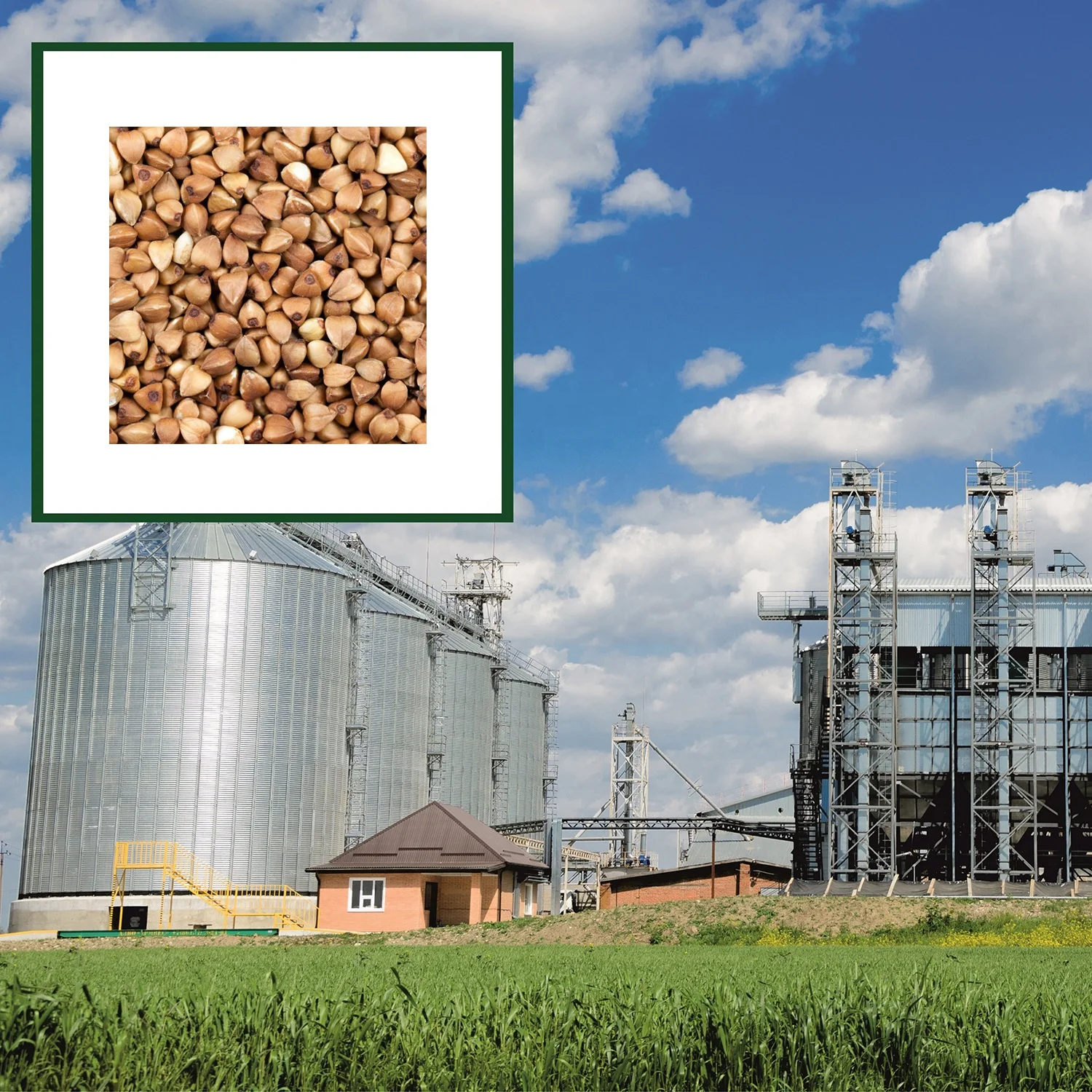 High quality buckwheat groats custom package design available, from manufacturer