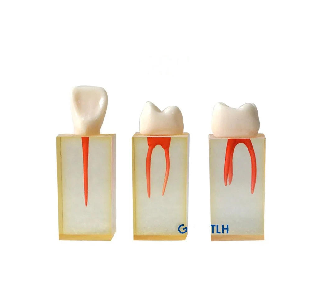 HST-N5 Dental Endodontic Dental Root Canal Model Root Canal Teeth For Students Practice